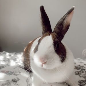 Meet your Posher, Donna